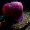 Anemone